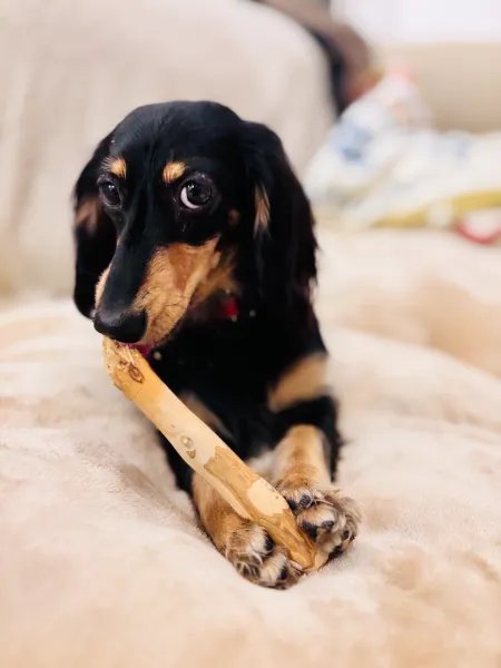 愛犬ぷーある
